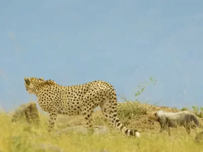 Gepard u Masai Mari