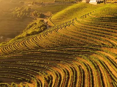 Vinogradi doline Douro u zalasku