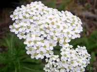 slicica Hajducka trava beli dim Achillea millefolium