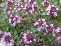 slicica Majčina dusica Thymus serpyllum
