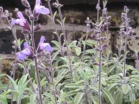 slicica Zalfija Salvia officinalis